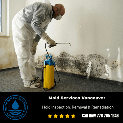 Mold Inspection, Removal & Remediation